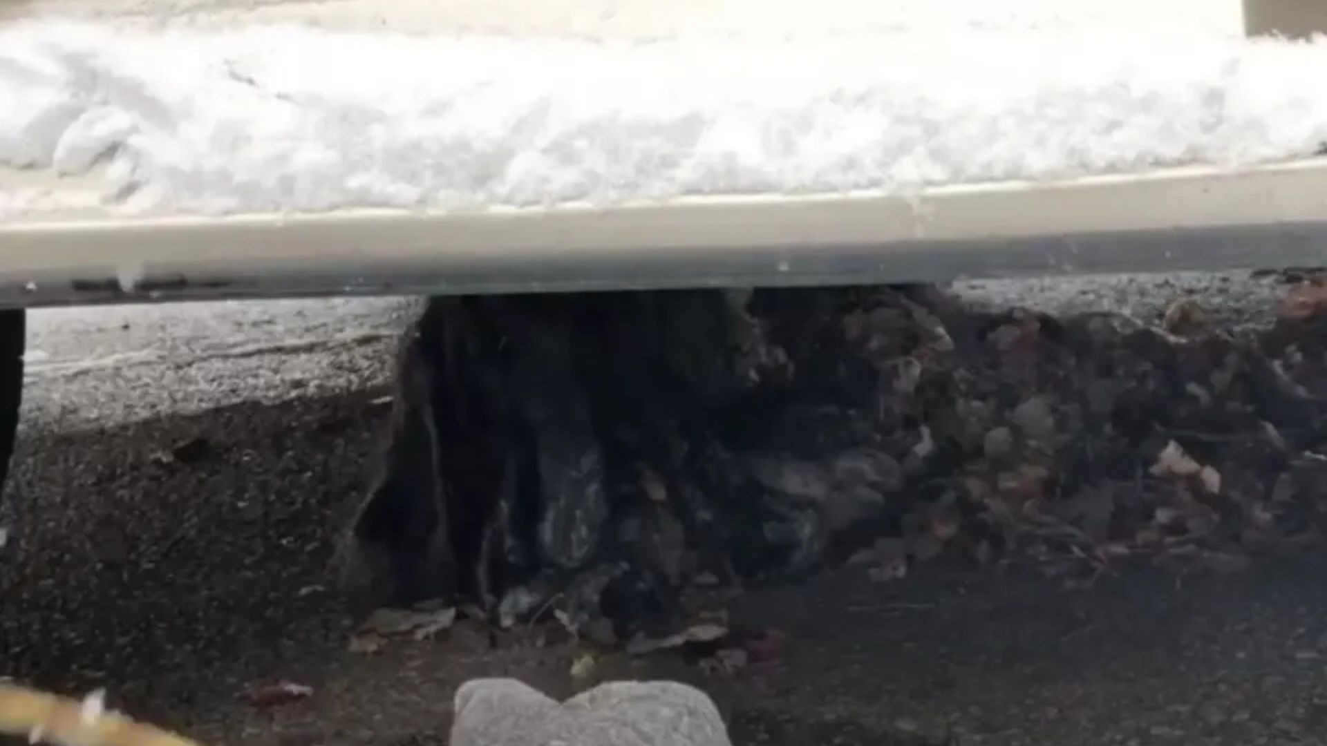 Rescue Team In Missouri Notices A Strange Shape Under A Van And Uncovers A Heartbreaking Secret