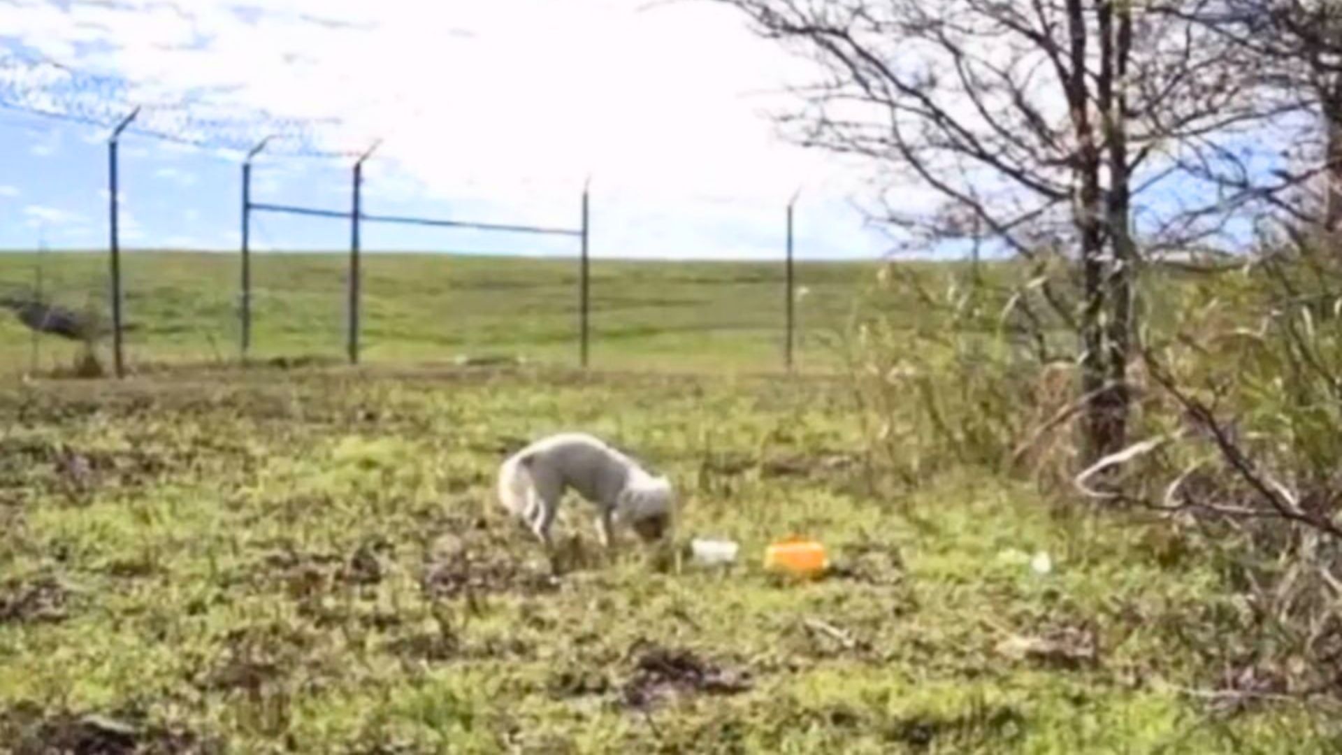 Rescue Tracks Runaway Pup Near Texas Airport And Witnesses A Heartfelt Reunion
