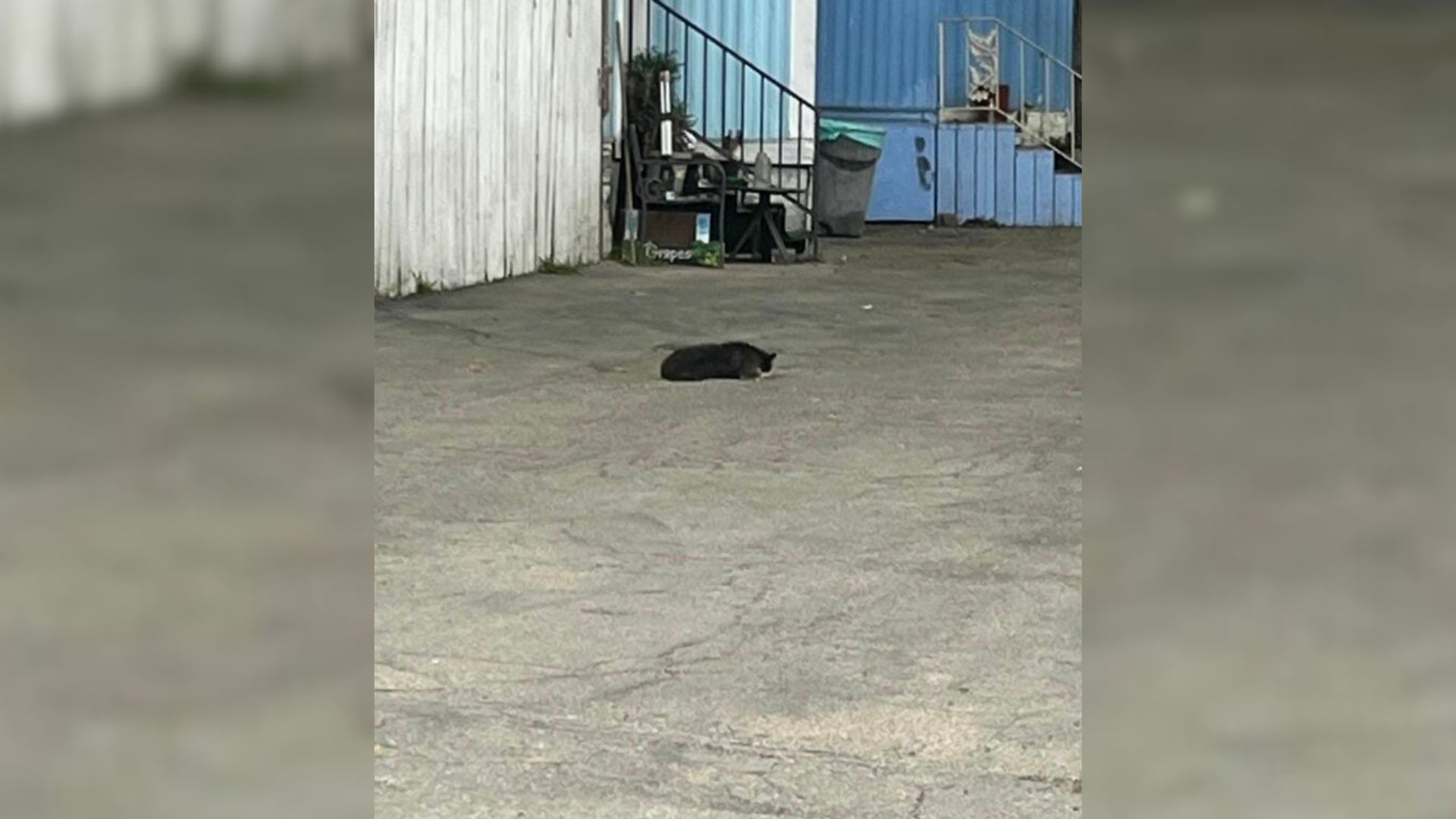 Rescued California Pup’s Story Changes When Her Real Past Comes To Light