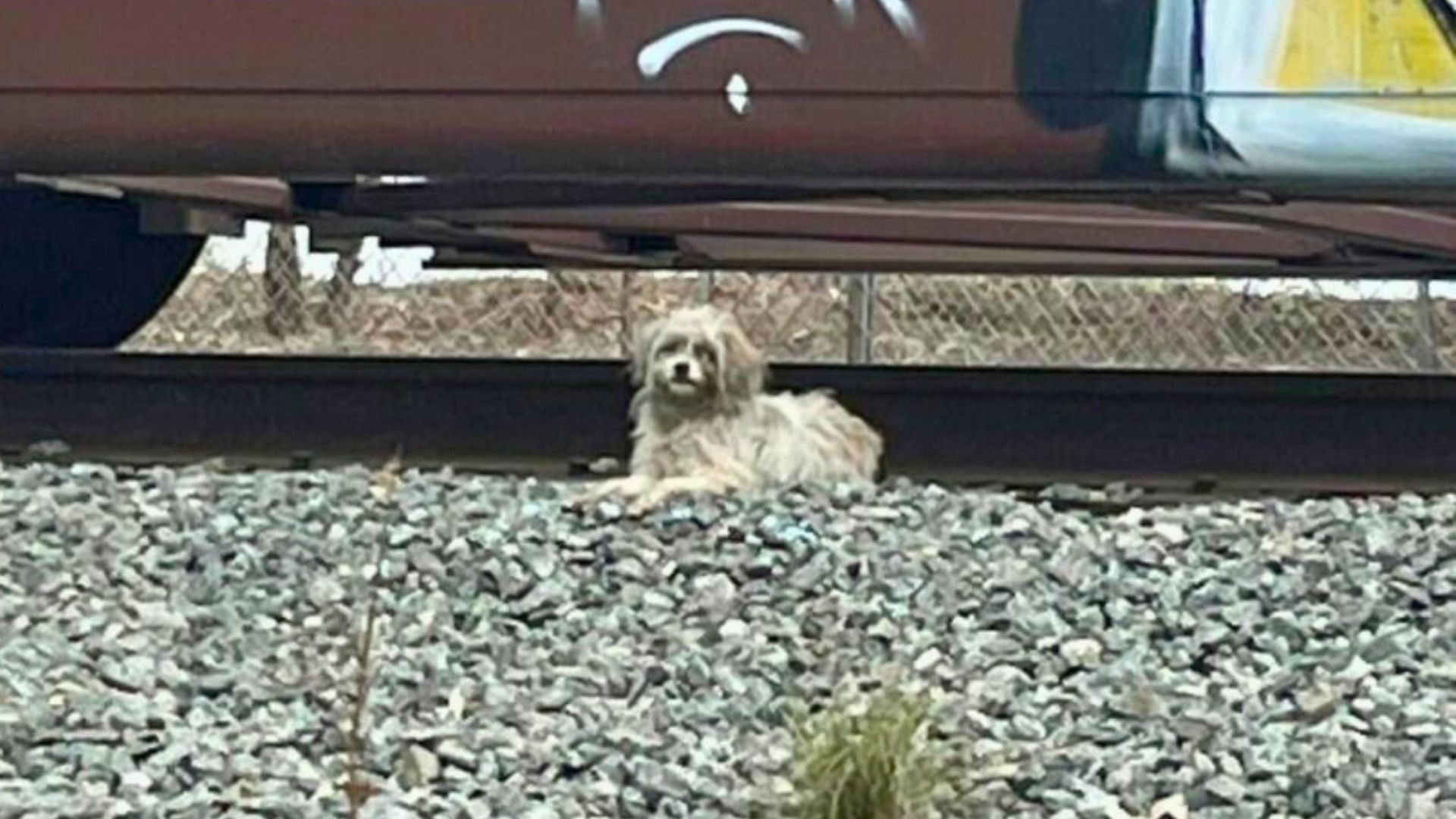 dog on tracks