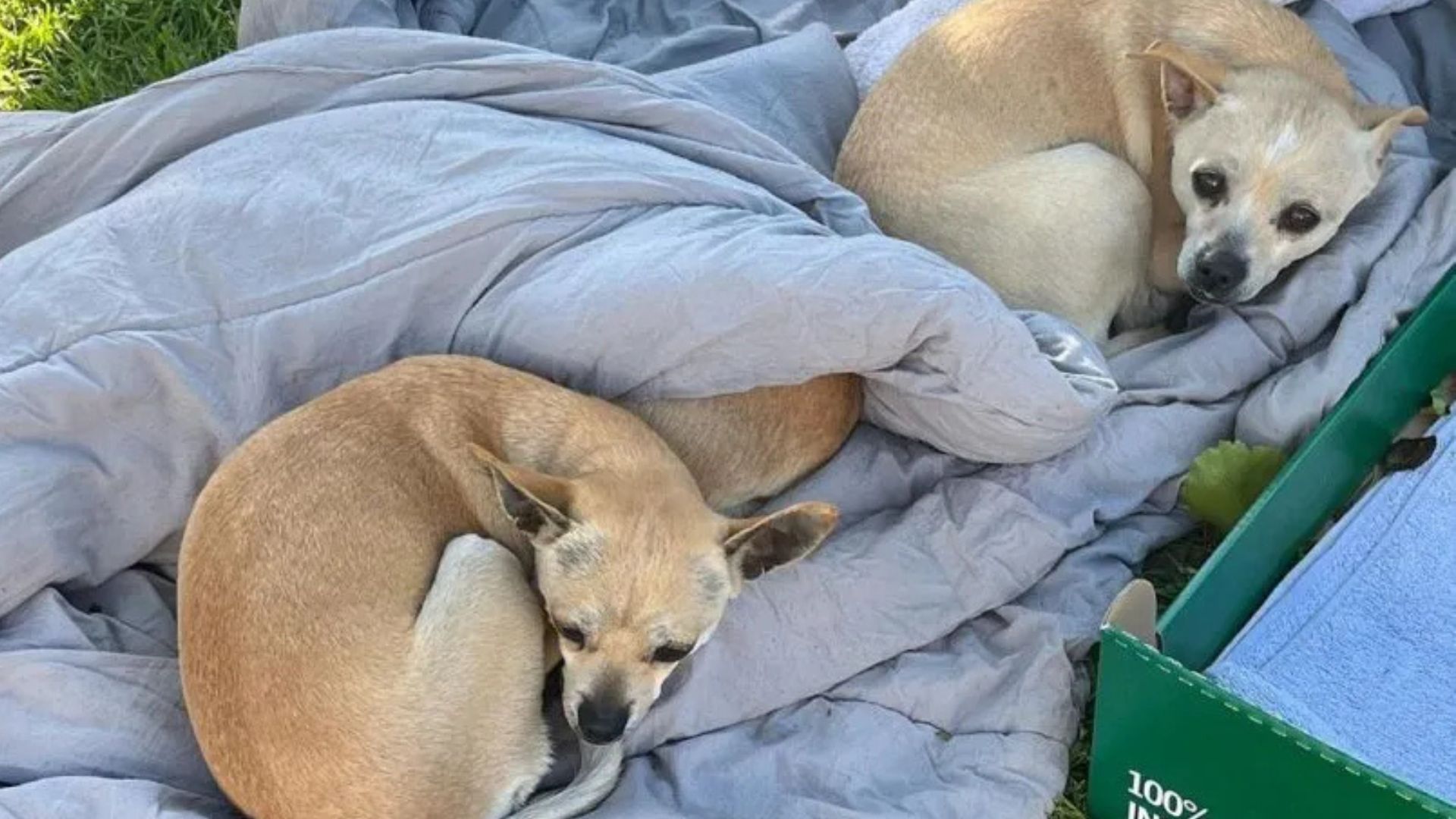 Rescuers In California Confront Heartache As They Find Three Pups Surviving With A Blanket