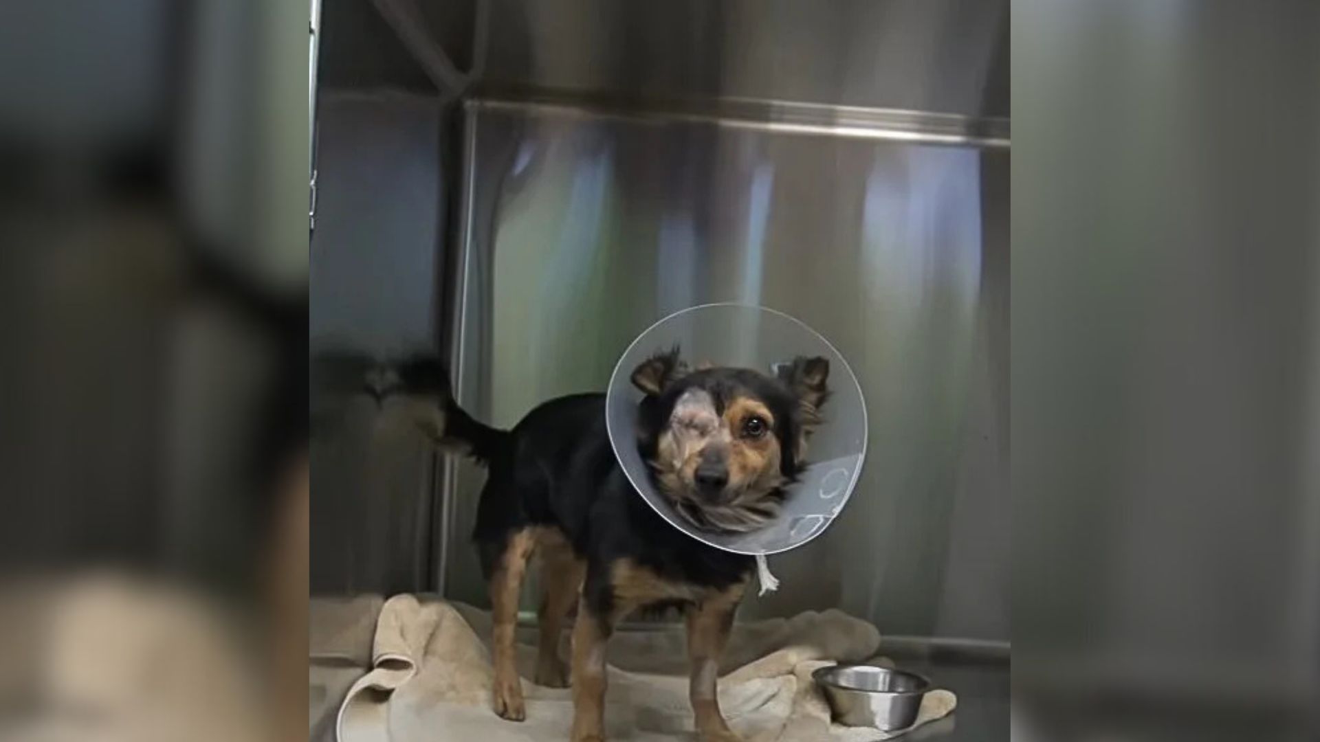 Rescuers In California Shocked After Lost Dog’s Owner Refuses To Take Him Back