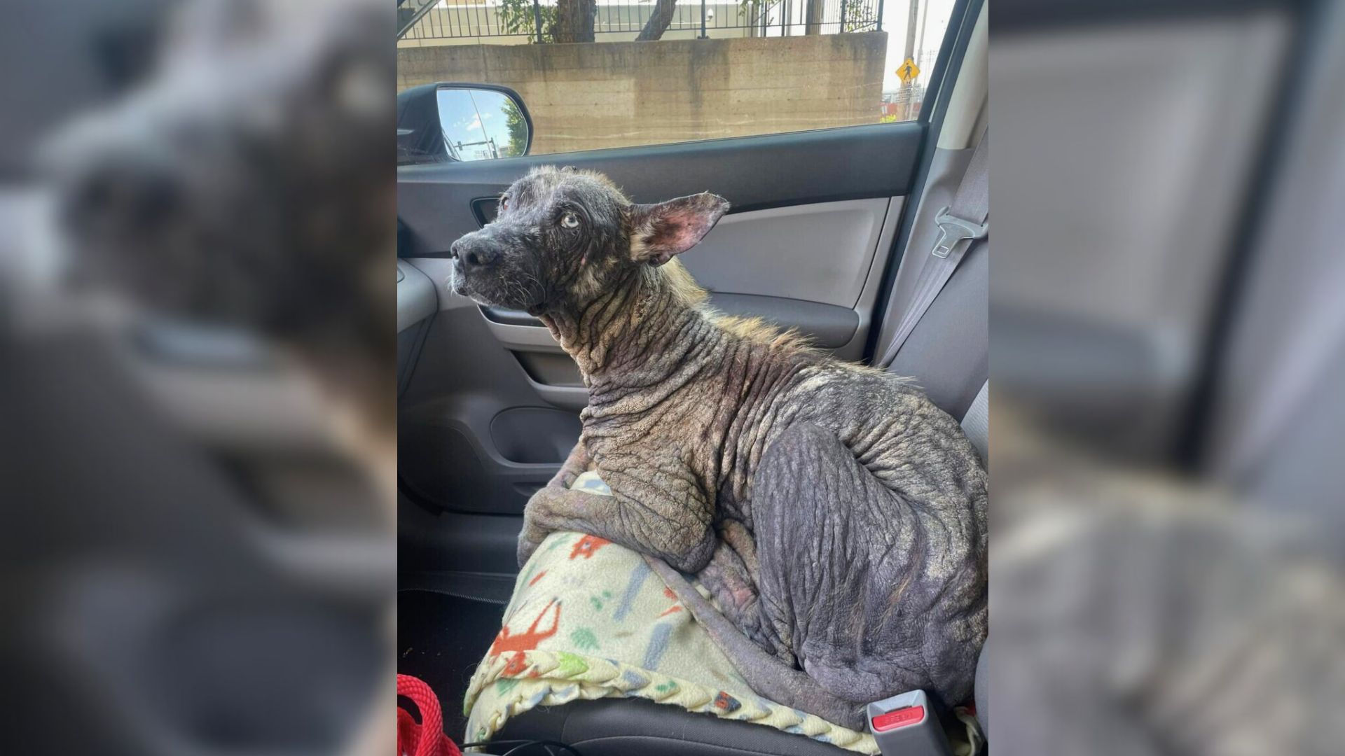 Rescuers In Missouri Heartbroken When They Discover What This “Rock-Like” Creature Really Is