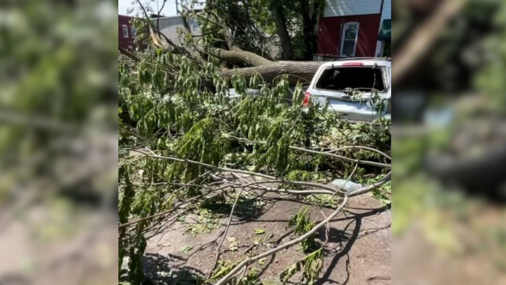 Rescuers Searching Tornado Debris In Missouri Stumble Upon A Dog Fighting For Her Life
