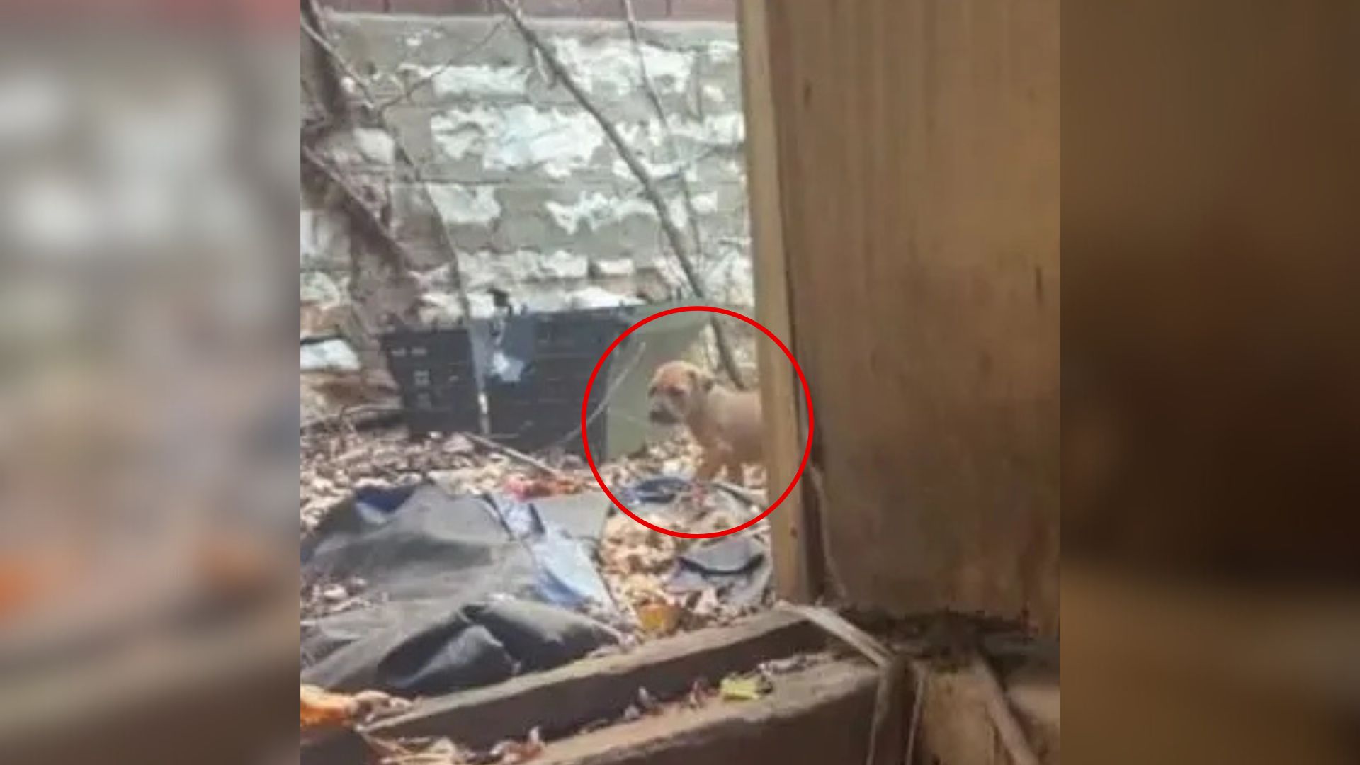 Puppies Appear From Basement In Missouri