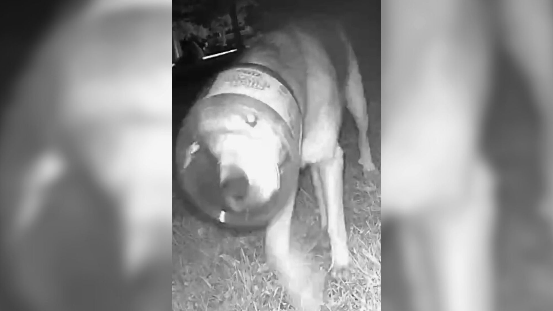 Residents Notice Something Unusual In Michigan Woods And Make A Heartbreaking Discovery