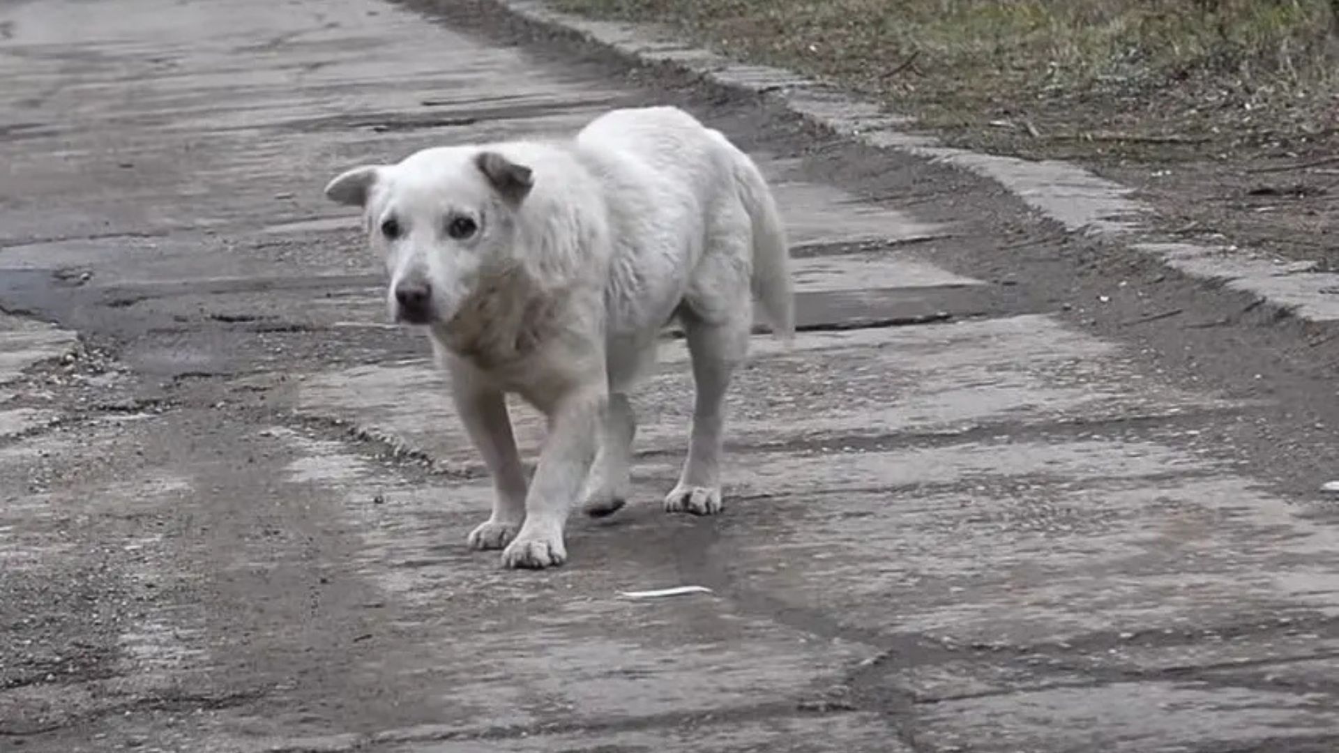 Scared Pup Who Once Lived Near The Railroad Now Thrives In A Safe Home In Delaware