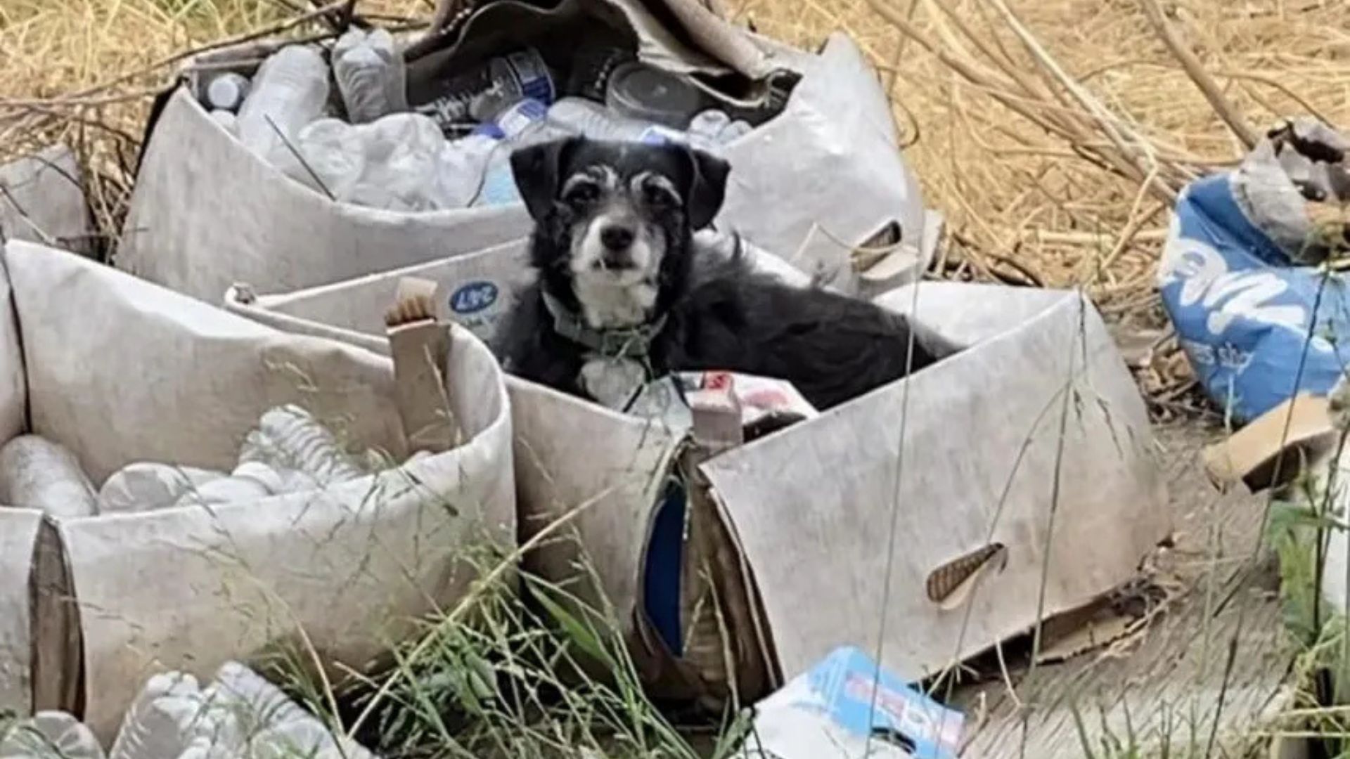Senior Dog In California Waits In A Cardboard Box
