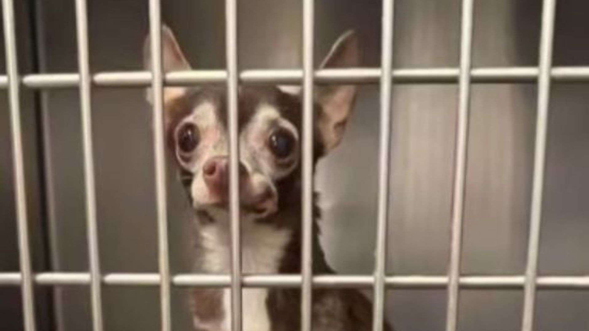 Senior Pup Returned To Texas Shelter Finally Experiences The Love She Deserved All Along