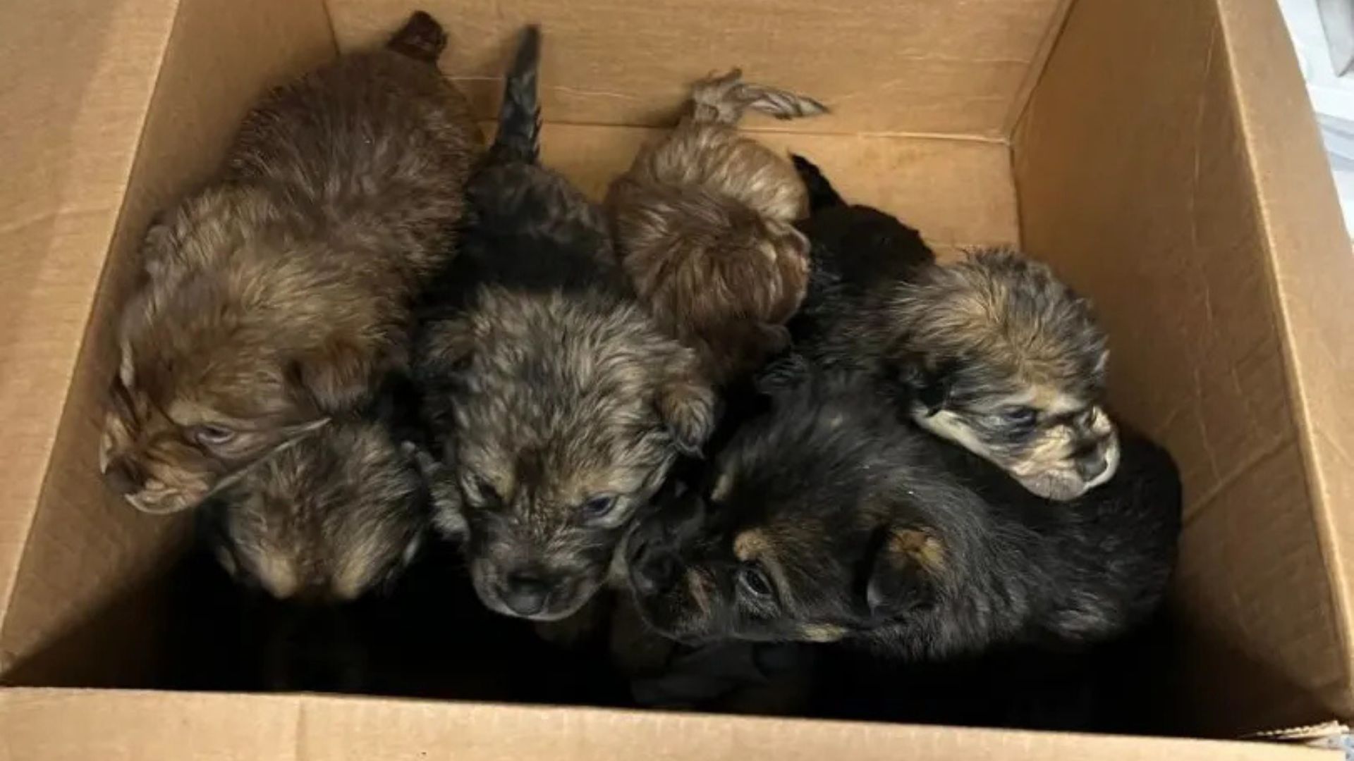 Seven Puppies Left In A Storm In Michigan Get A Second Chance At Life