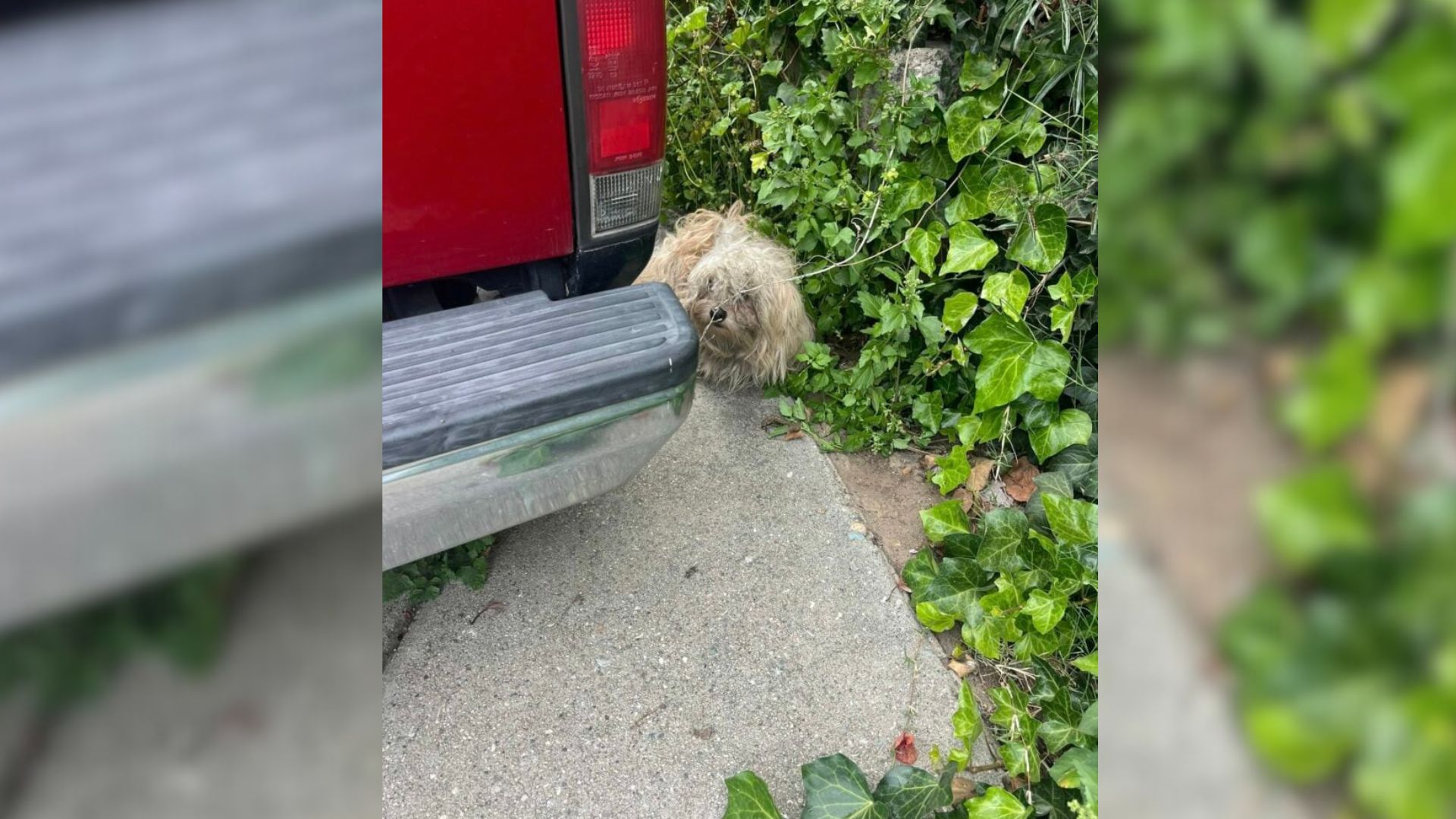 Shaking Pup Discovered After California Earthquake Stuns His Rescuers
