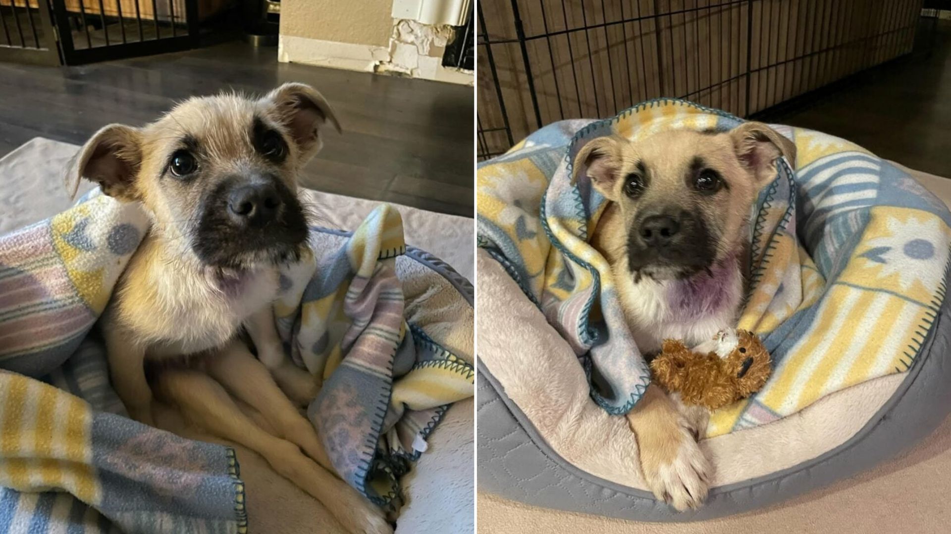 Shelter Dog Believed To Be Paralyzed Shows His Nevada Rescuer A Life-Changing Surprise