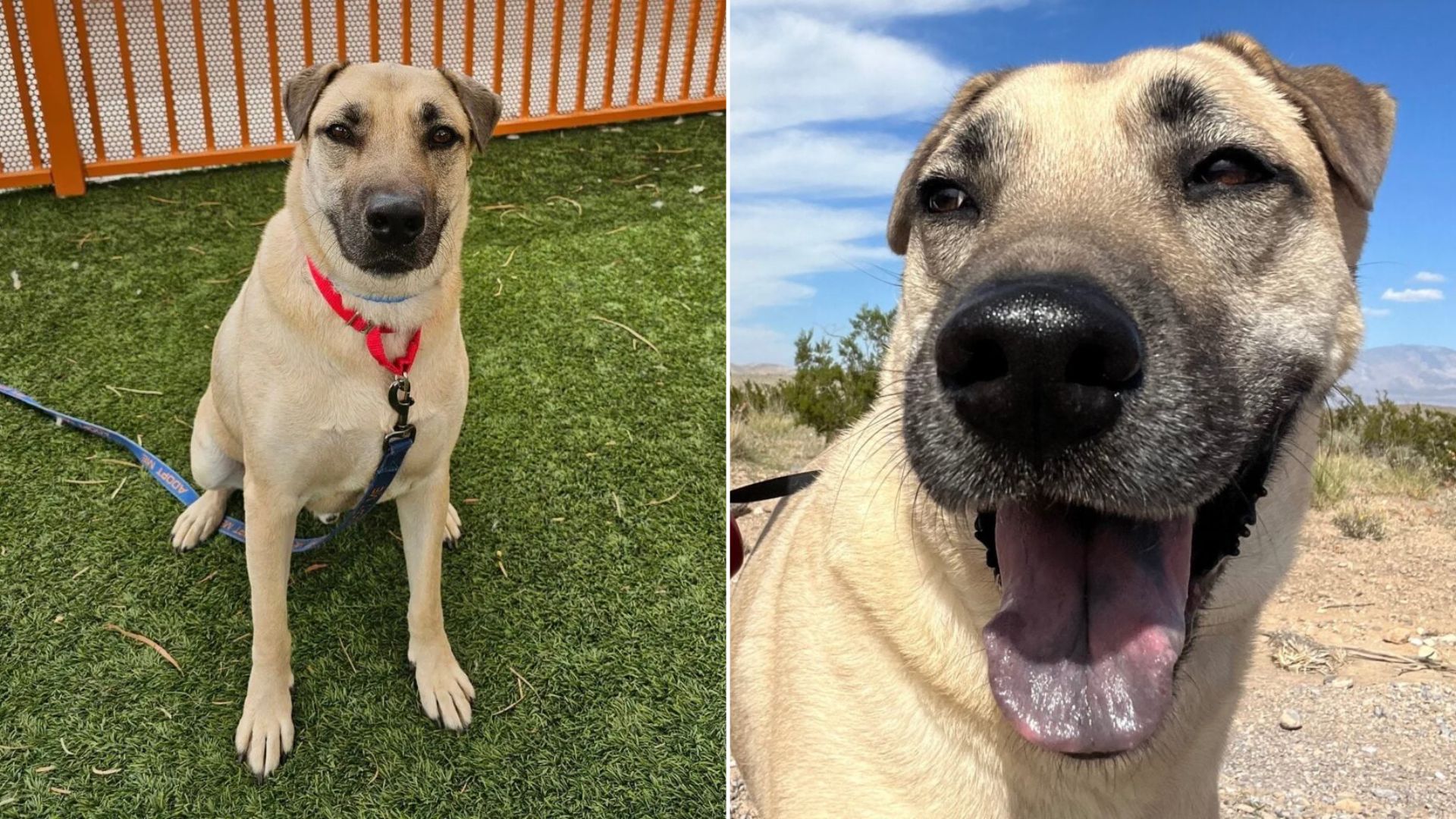Shelter Pup’s Day In Nevada’s Nature Uncovers The Personality Hidden Behind Kennel Walls