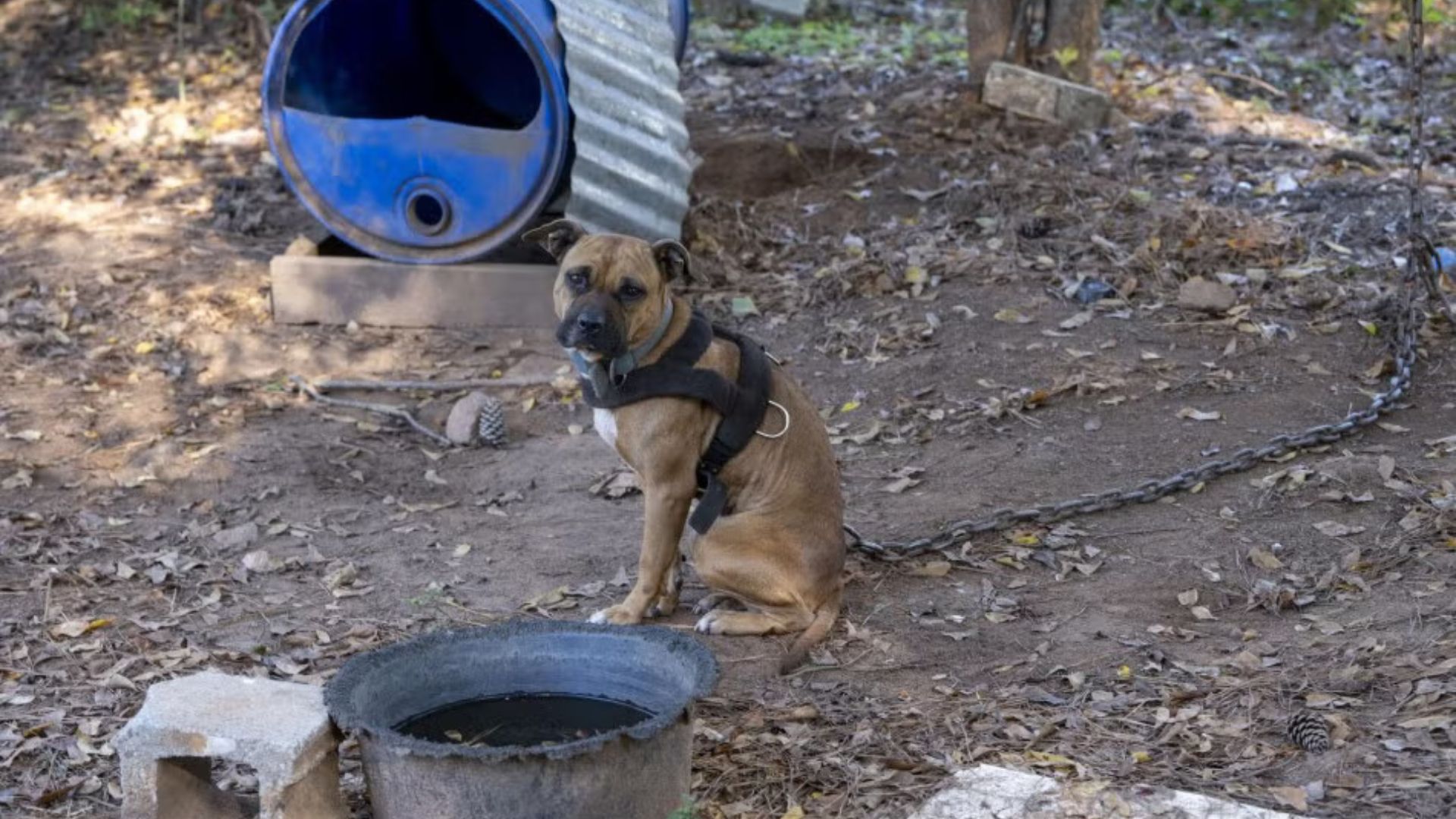 Shock As 47 Dogs Are Pulled From Chains In South Carolina Woods After Fighting Ring Is Exposed