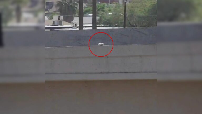 animal on busy highway
