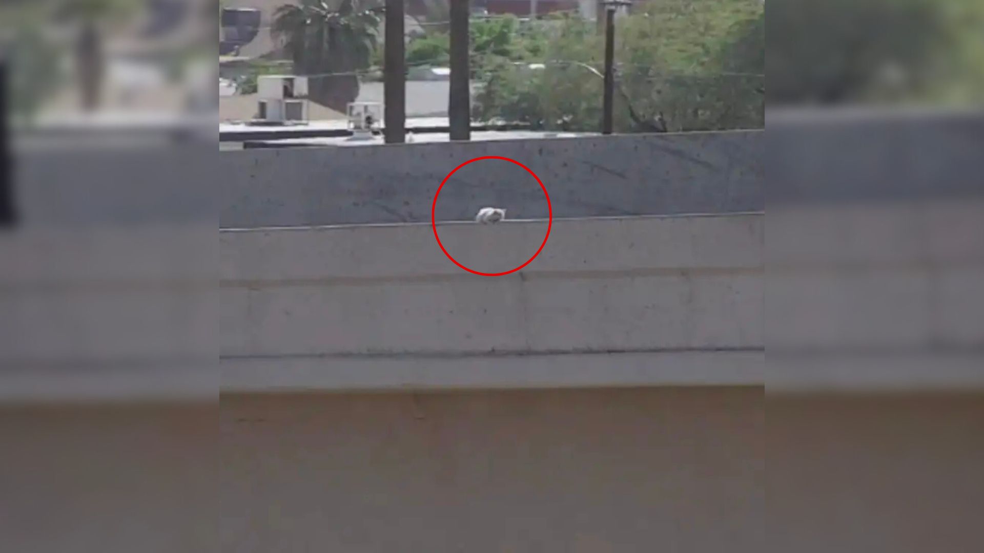 Shock As White Spot On Busy Arizona Highway Turns Out To Be A Fluffball Waiting To Be Saved