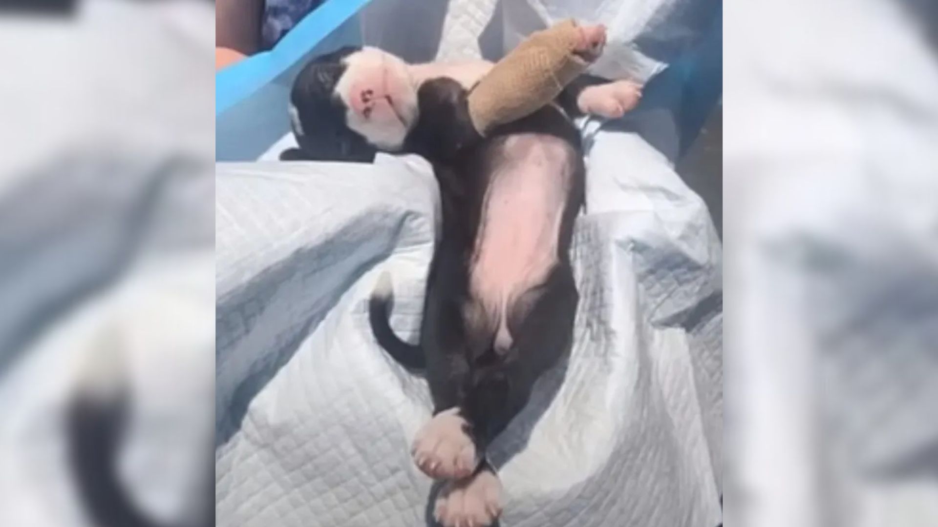 Six Week Old Pup Pulled From A Ditch In Maryland Begins A Journey That Leaves Everyone In Awe