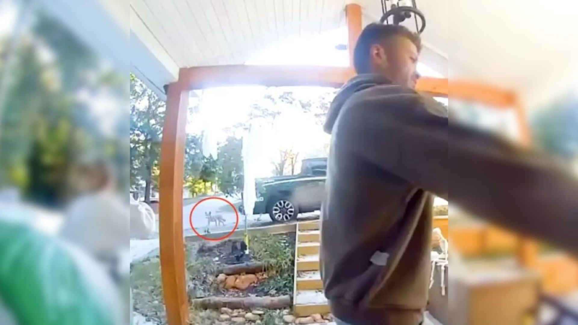 South Carolina Couple Stunned To Learn the “Coyote” Following Them Wasn’t A Coyote At All