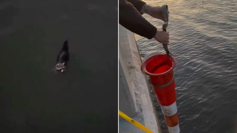 animal drowning