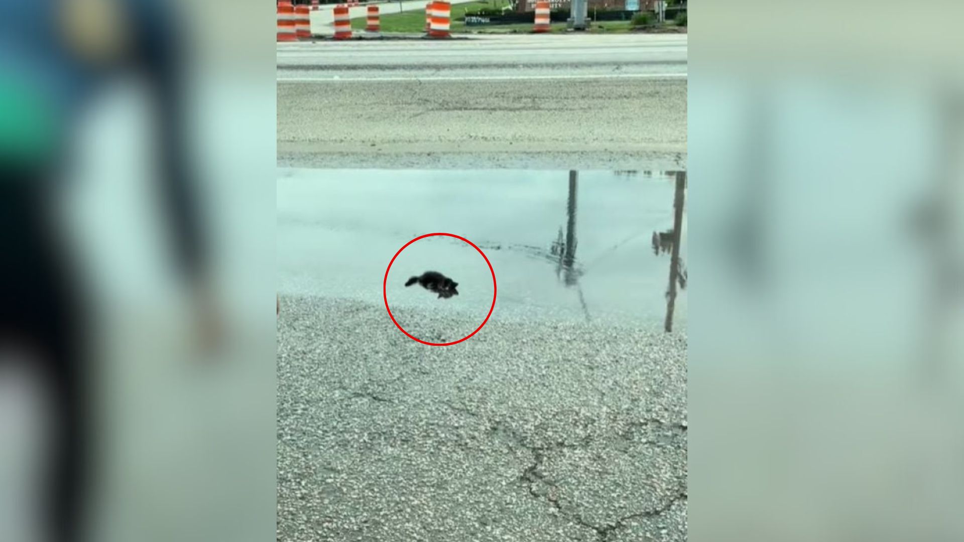 South Carolina Drivers’ Curiosity Leads To Frightened Little Life In Need Of Rescue