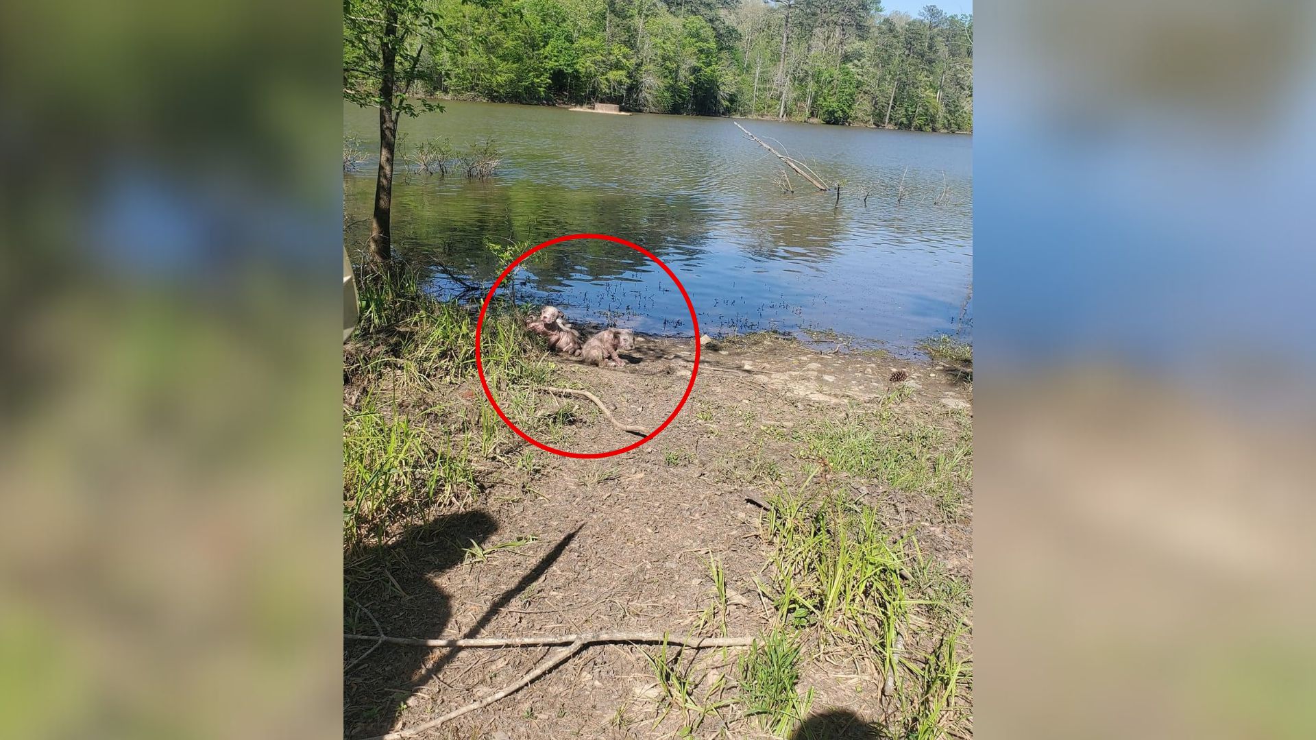 South Carolina Kayaker Sees Something Unusual On The Shore And Stops In Absolute Shock
