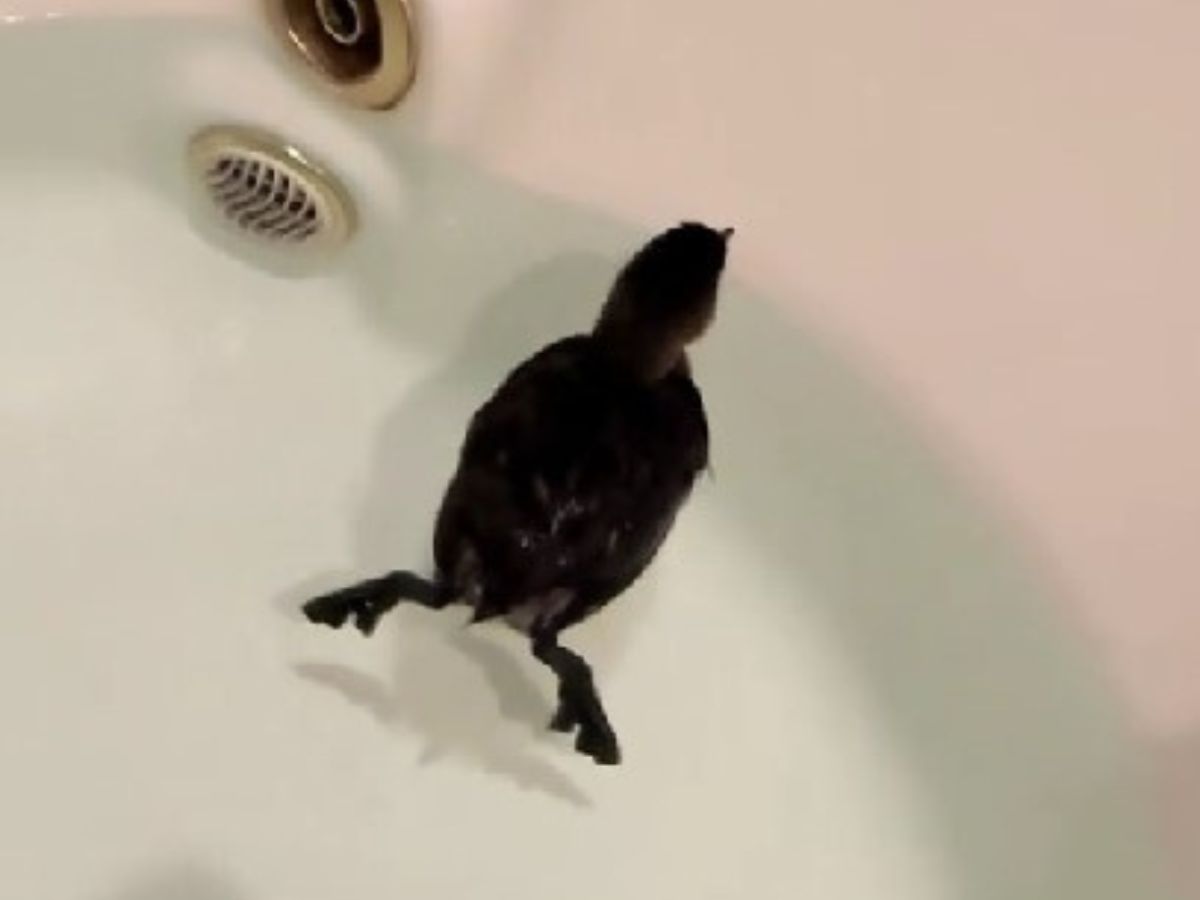 Spotted plover in the bathtub