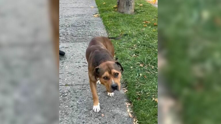 stray dog