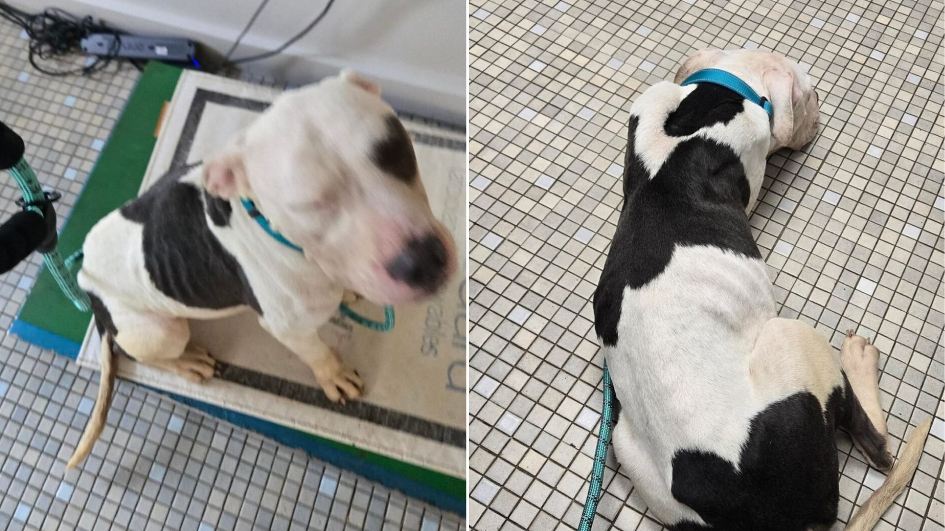 Stray Pit Bulls Discovered In Oklahoma Park Show Signs Of Severe Abuse, But Compassion Steps In