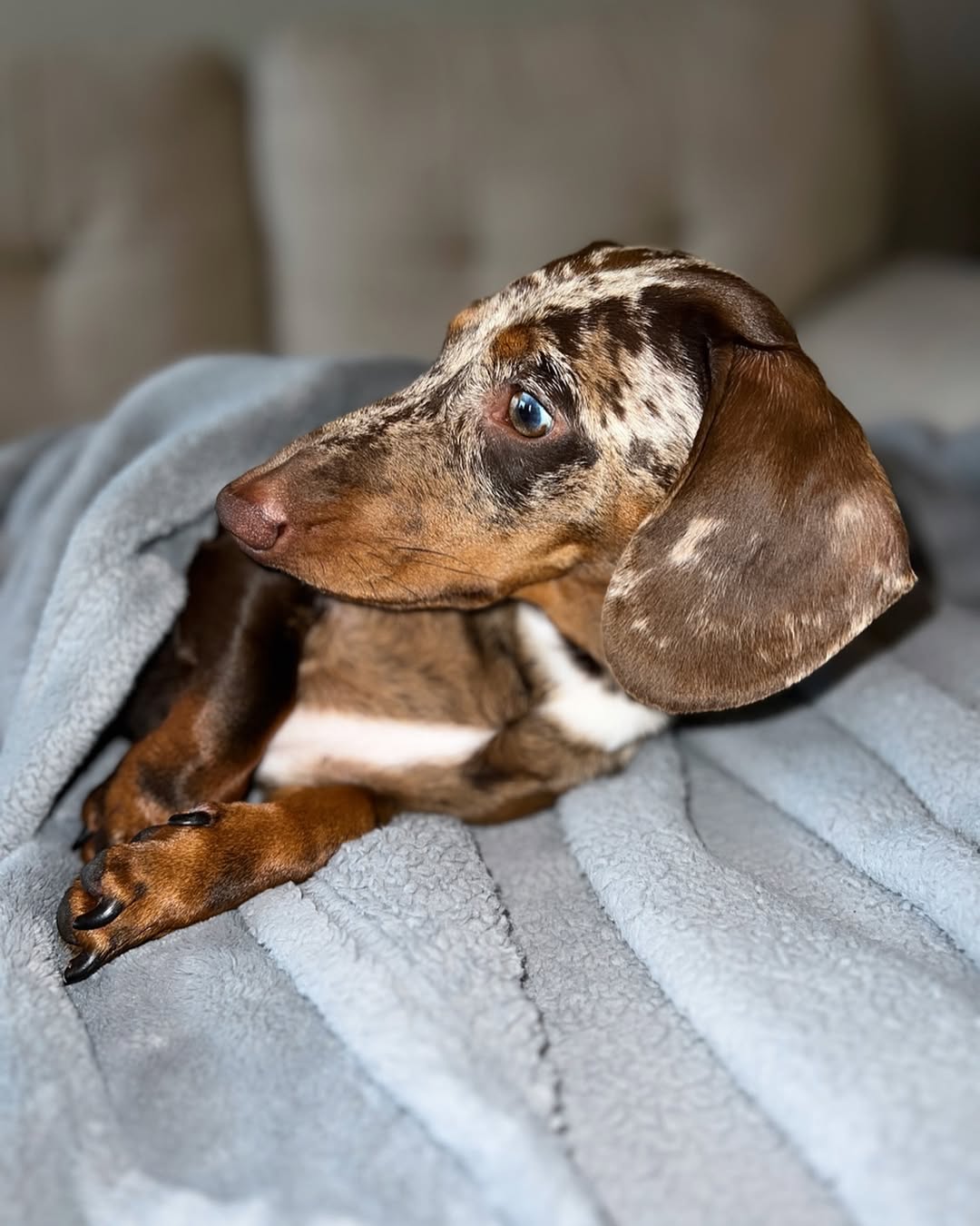 Sweet Dachshund