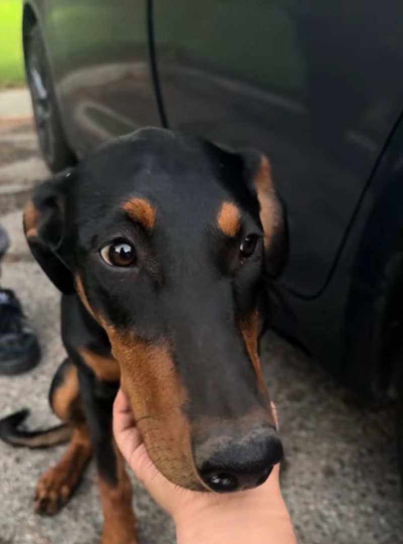 Sweet Doberman