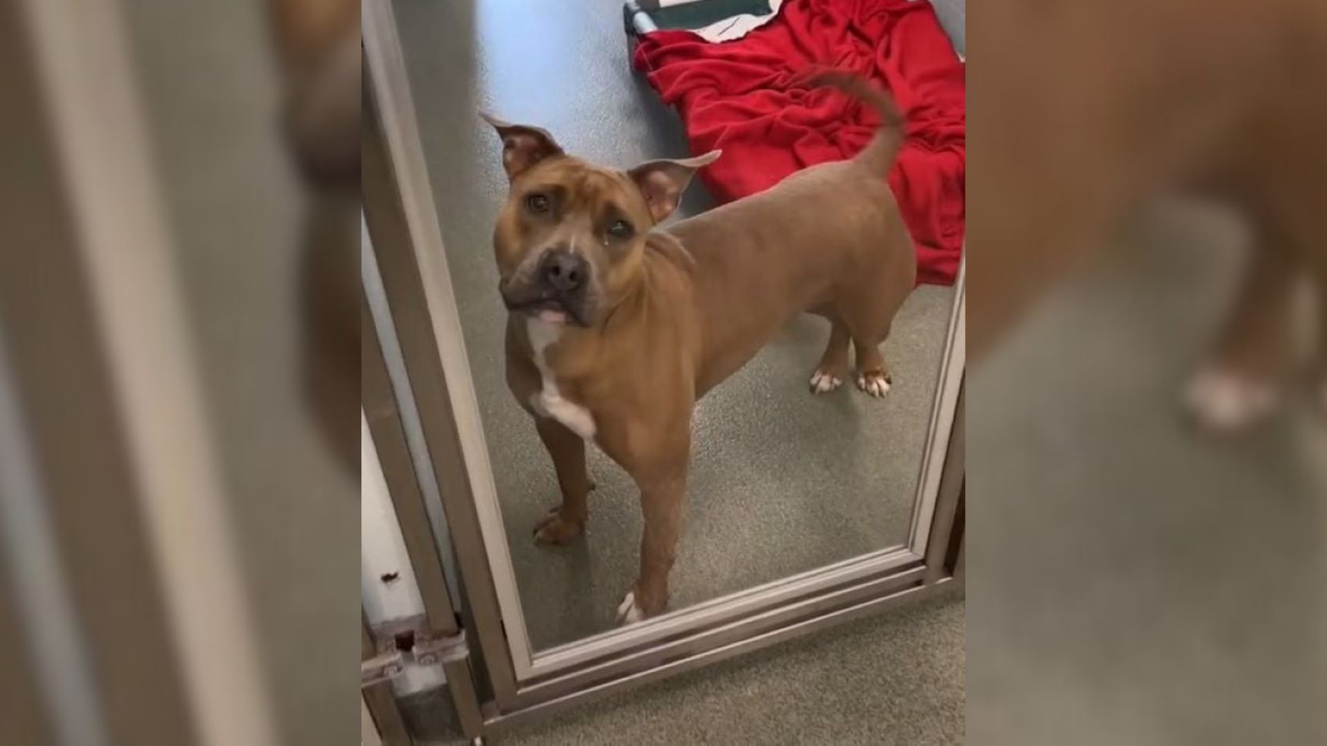 Sweet Florida Dog Watches Other Pups Find Homes While She Waits For Her Chance
