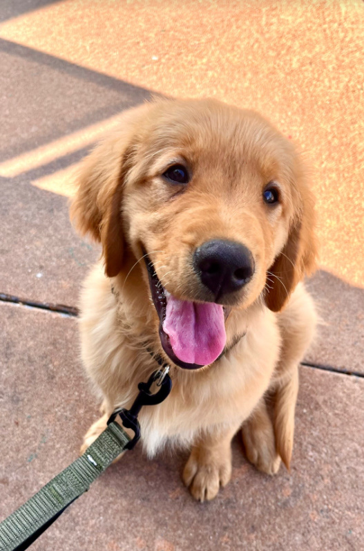 Sweet Golden Retriever