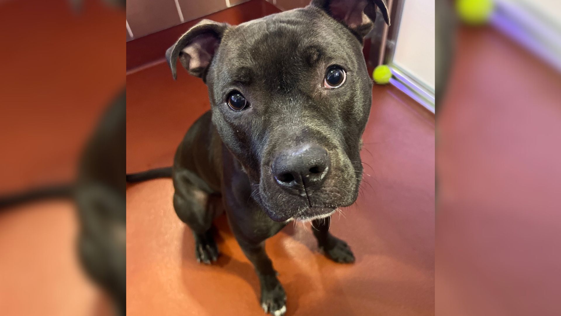 Sweet Pup From New York Finally Met His New Owners, But Then Something Unexpected Happened