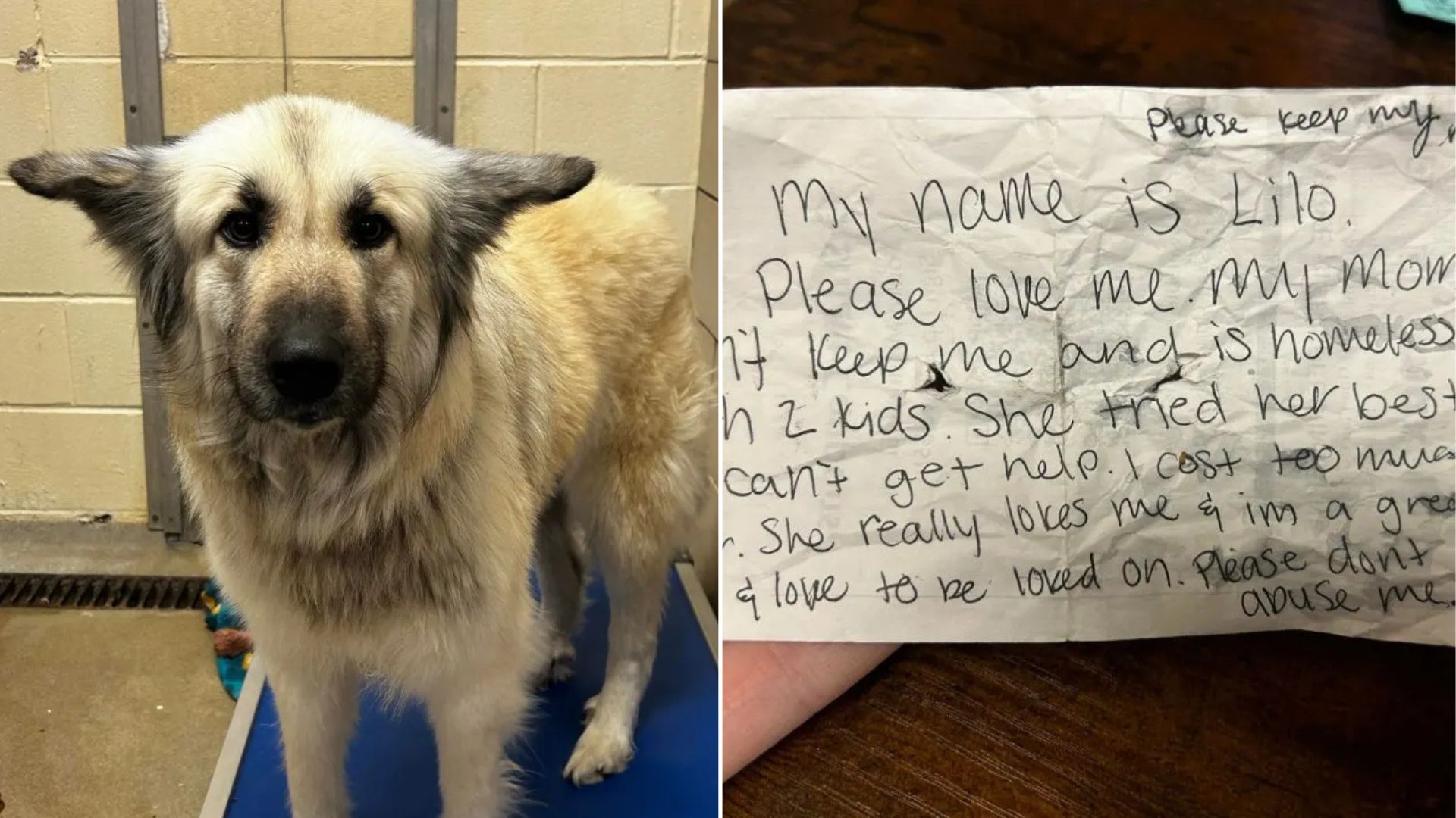 Tennessee Dog Found Wandering With A Note Goes On A Remarkable Quest Back To Her Mom