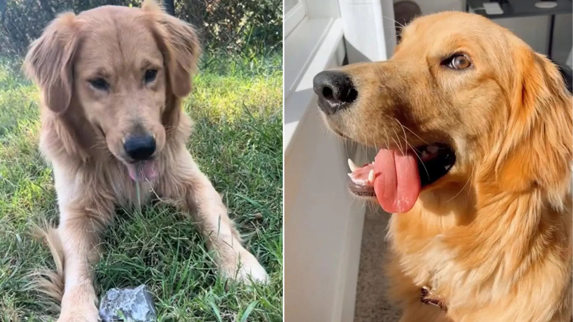 Tennessee Golden Retriever’s Secret Rock Obsession Leaves His Parents Laughing In Disbelief