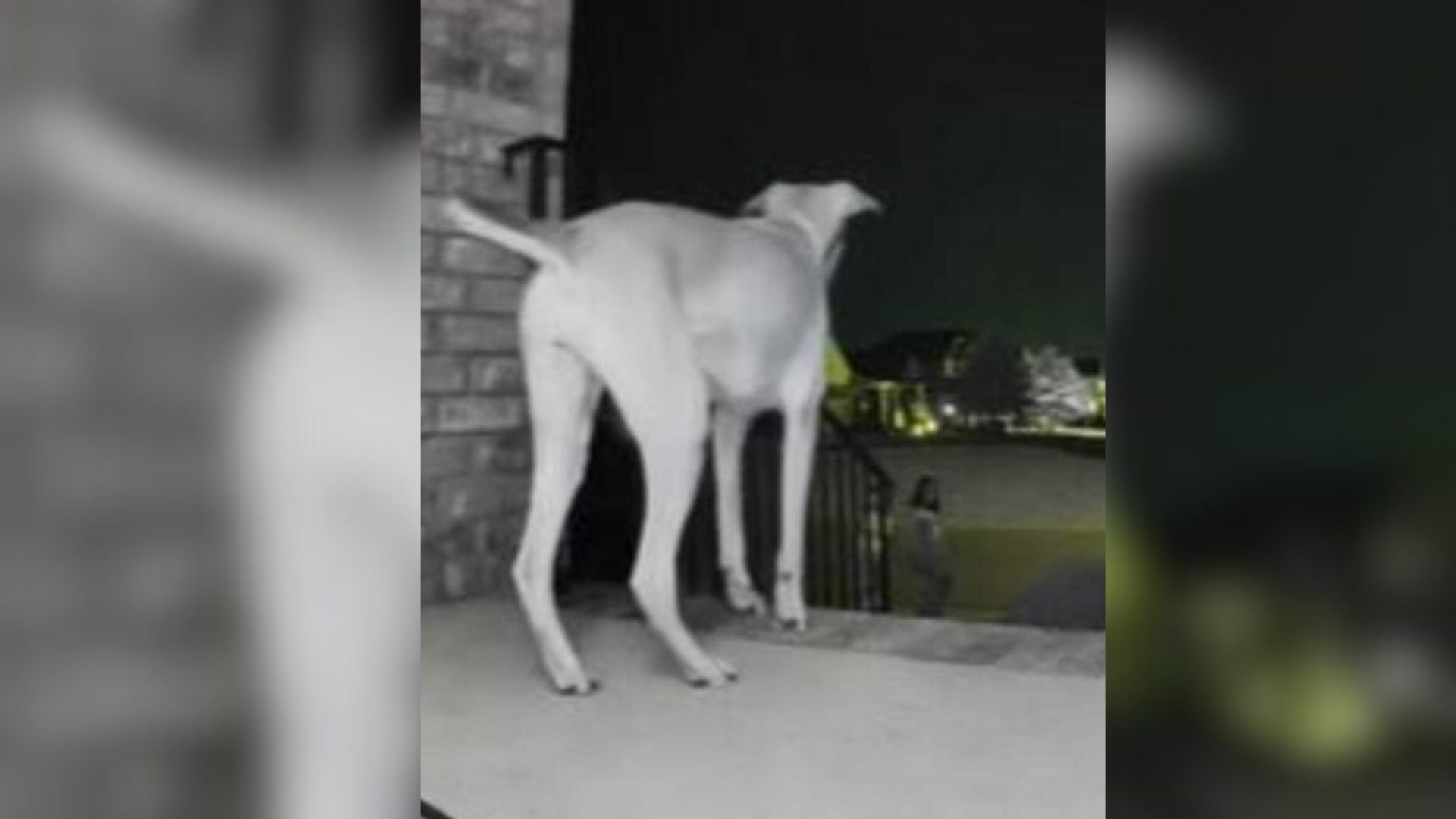 Tennessee Pet Owner Wakes To Find Her Dog’s Midnight Surprise
