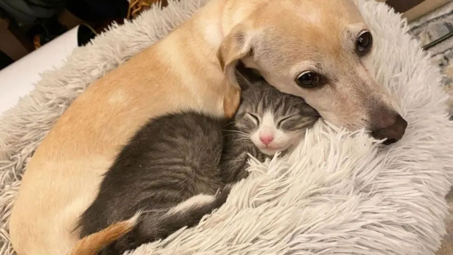 Tennessee Pup Shows True Love For Her New Family