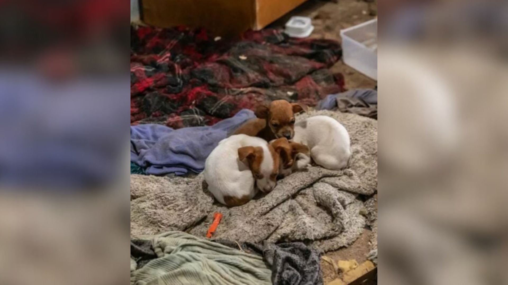 Tennessee Trailer Raid Reveals 23 Dogs Living In Heartbreaking Conditions Before Being Pulled To Safety