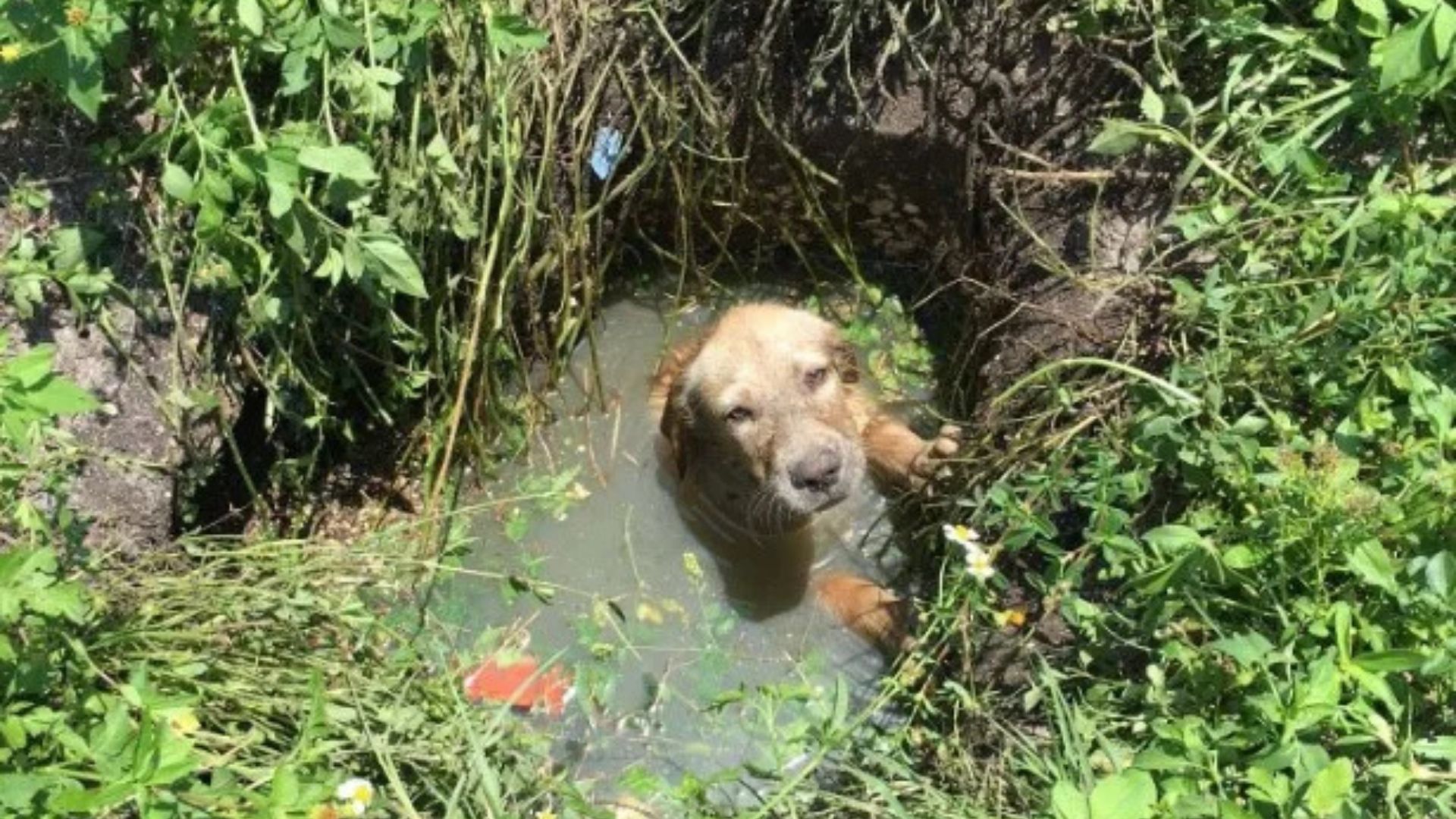 Terrified Puppy Trapped In Florida Drain Finds Safety Thanks To Compassionate Officers