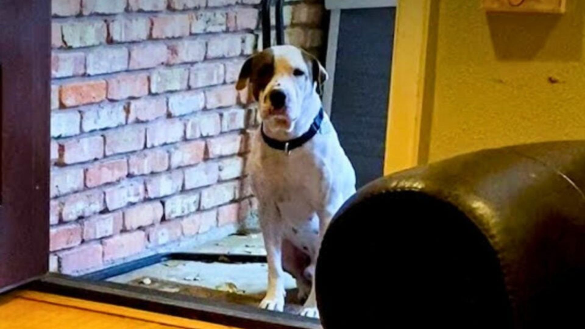 Texas Couple Rescues Pup Whose First Challenge Is Stepping Beyond The Door