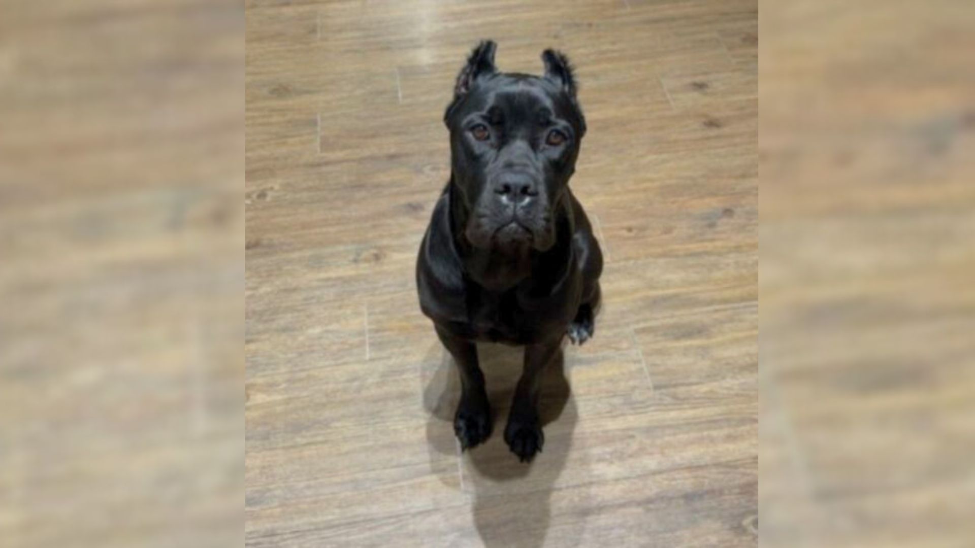 Texas Dog Lover Sends A Photo And Gets A Response That Changes How She Sees Her Pup Forever