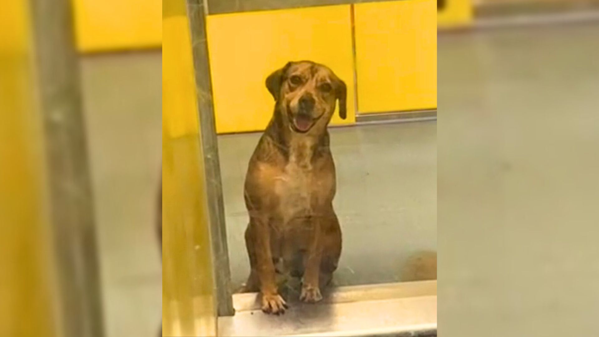 Texas Dog Spends 420 Days In Shelter, Waiting For A Loving Family To Notice Him