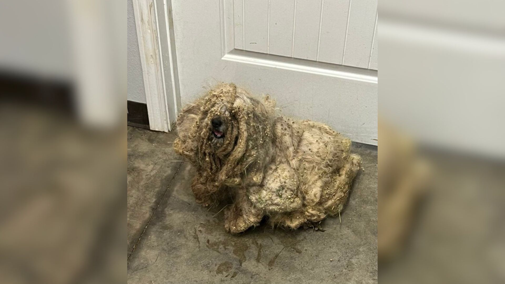 Texas Dog’s Painful Past Of Mats And Neglect Ends With A Transformation Few Could Imagine