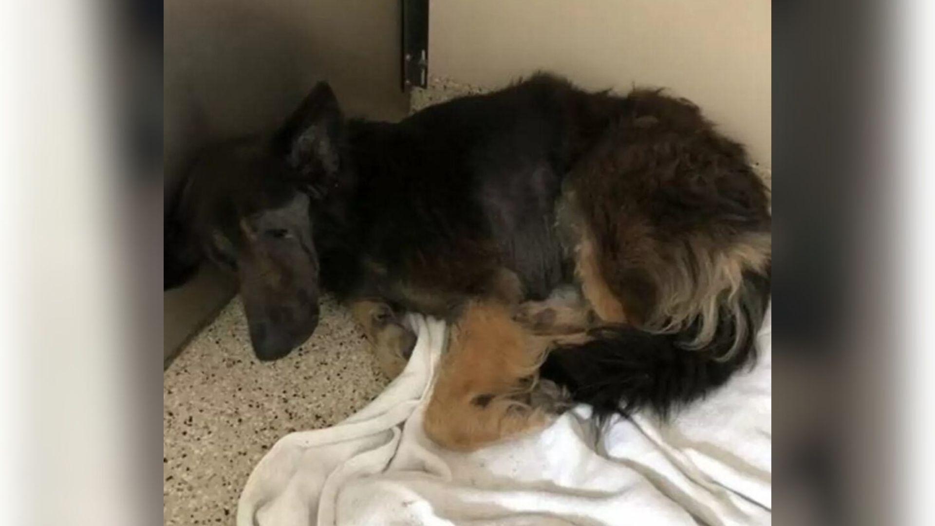 Texas Family Asks For Euthanasia For Their Aging Dog, Shelter Refuses, And A Miracle Happens