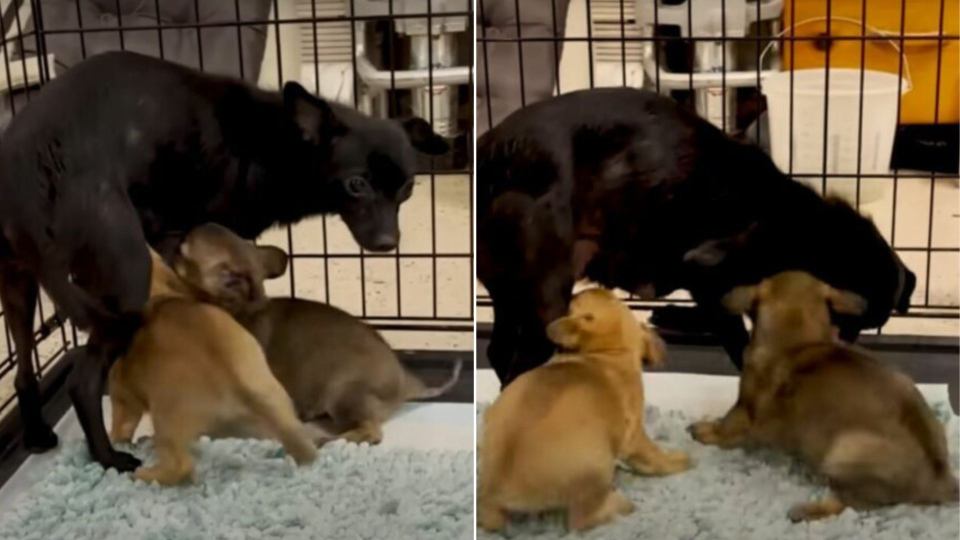 Texas Foster Home Erupts With Joy As Puppies See Their Long-Lost Mama Walk Through The Door