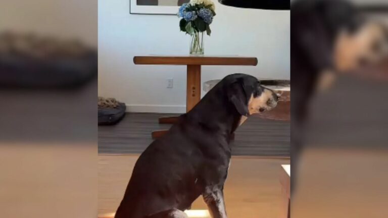 cute black dog