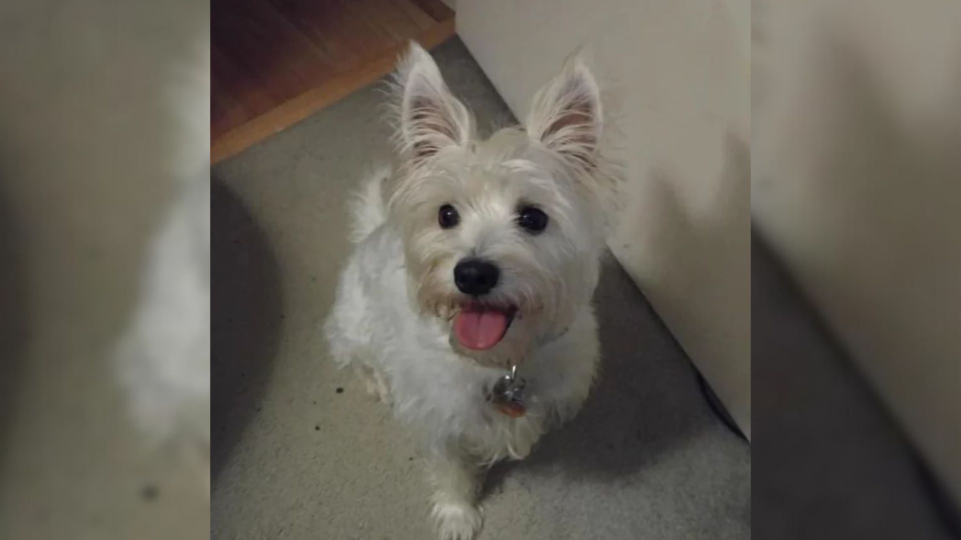 Texas Man’s Beloved “Westie” Turns Out To Be Something Entirely Different After DNA Testing