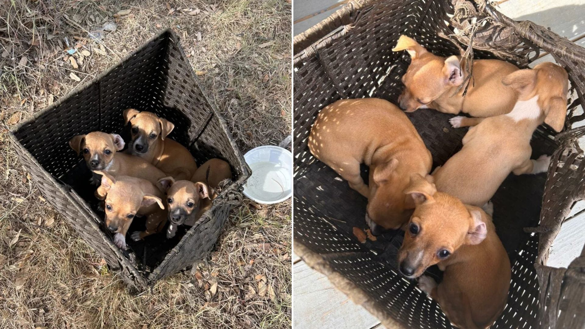 Texas Mom’s Stroll With Baby Turns Heartbreaking Discovery Into A Life-Saving Moment