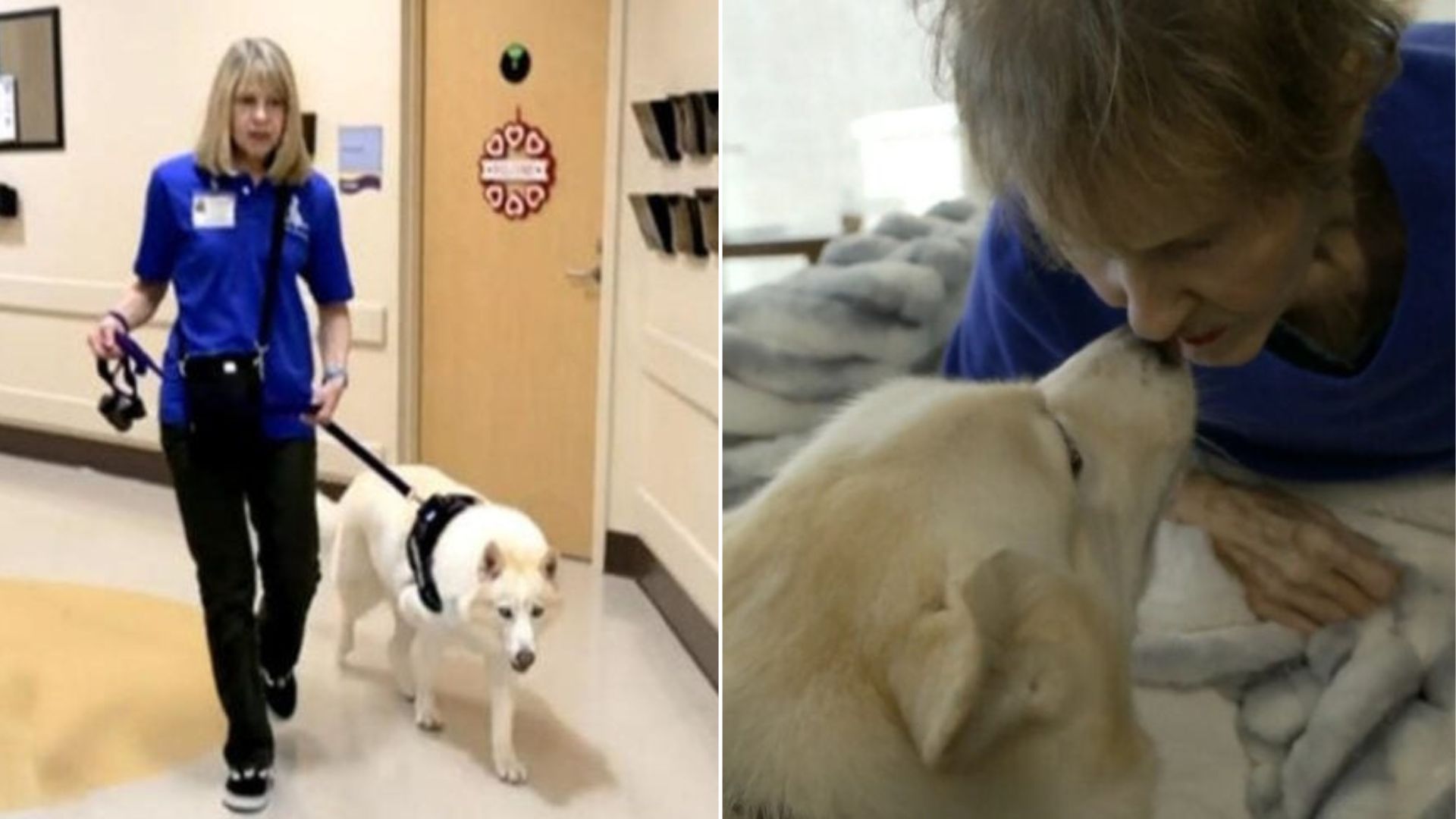 Texas Neighbors Step In For A Lonely And Grieving Dog