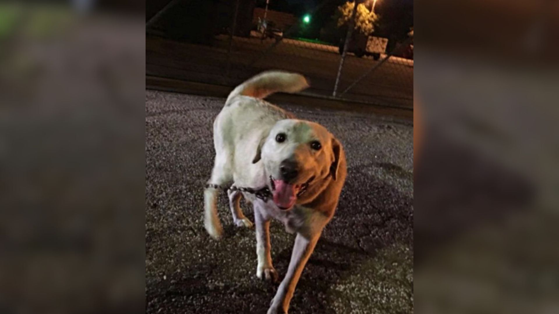 Texas News Crew Arrives To Cover Shelter Overcrowding But Finds A Scene That Stops Them Cold